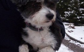 Właściciel psa poszukiwany