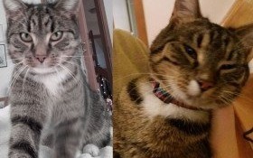 Zaginął kot - znaleziono innego. Prośba o pomoc!