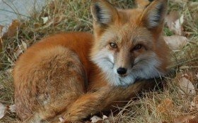 Szczepienie lisów przeciwko wściekliźnie