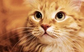 Jasnorudy kotek szuka swojego właściciela