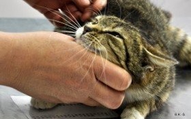 W troskliwym domu odzyskam zdrowie. Daj mi szansę, by znów biegać!