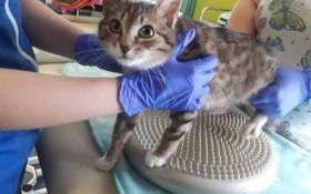 Postrzelona kotka powoli wraca do sprawności