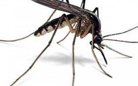 Gmina Kęty nie będzie walczyła z komarami za pomocą oprysków