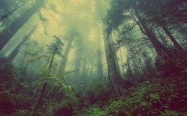 Rolniku, posadź las – uzyskaj wsparcie z ARiMR