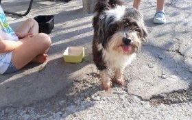 Gdzie jest mój pan?