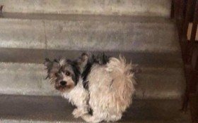 Zaginął piesek rasy York Biewer