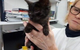 Kto przygarnie dwie puszyste kuleczki?