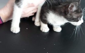 Kocie rodzeństwo do adopcji!