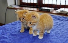 Dwa kocurki znalezione przy ruchliwej drodze. Kto da im dom?