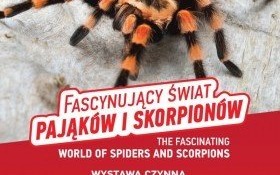 "Fascynujący świat pająków i skorpionów" - wystawa żywych okazów Domu Kultury w Kętach