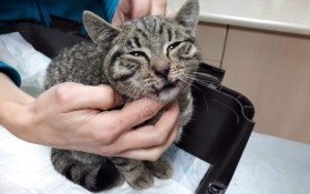 Pilnie potrzebny dom tymczasowy dla kotka po wypadku!