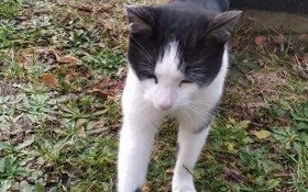 Dom dla kotka pilnie potrzebny!