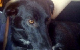 Uwaga! Zaginął pies!