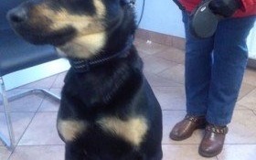 Zguba czeka na właściciela