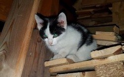 Mieszkanka dokarmia koty. Ktoś celowo wyrzuca karmę