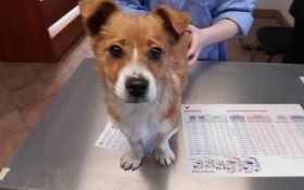 Gdzie jest mój pan?