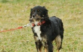 Zaginęła suczka na granicy Kęt, Bulowic i Witkowic