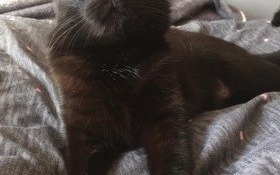 Tysiąc złotych za pomoc w znalezieniu kota