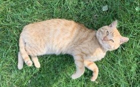 Komu zaginął śliczny rudzielec?