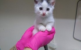 Puchate kuleczki do adopcji od zaraz!