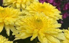 Jesteś ogrodnikiem z Kęt? Masz jeszcze kwiaty na sprzedaż? ZGŁOŚ SIĘ!