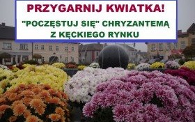 Czas na akcję- Przygarnij kwiatka! Kto chętny na chryzantemę?