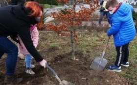 Młody buk KULTUREK rośnie już przy Domu Kultury w Kętach!