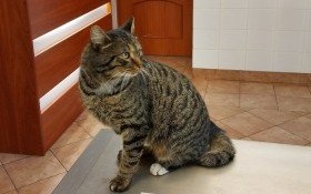 Koci przystojniak czeka na odebranie w lecznicy weterynaryjnej