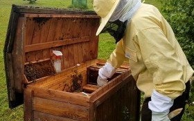 „ZAŁOŻENIE PASIEKI KROK PO KROKU” - Lokalny Ośrodek Wiedzy i Edukacji zaprasza na spotkanie