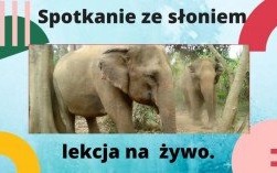 Spotkanie ze słoniem