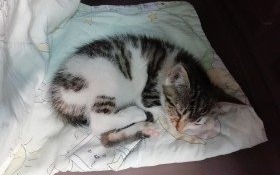 Kto przygarnie kicię?