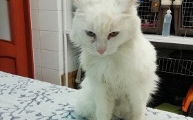 Znaleziono piękną kotkę. Czeka na właściciela w przychodni weterynaryjnej Open Vet w Kętach