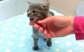 Niebieskooka piękność o srebrnym umaszczeniu do adopcji!