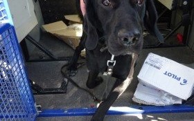 Właściciel pilnie poszukiwany!