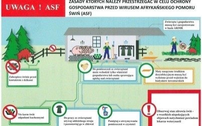 Apel Powiatowego Lekarza Weterynarii w Oświęcimiu w sprawie afrykańskiego pomoru świń