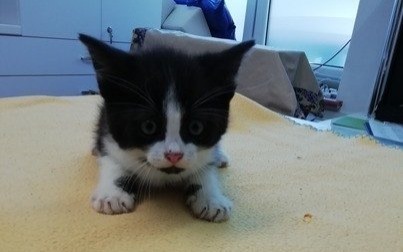 Trzy maleństwa - dwa kocurki i kotka do adopcji!