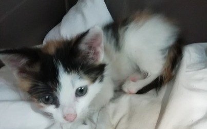 Kocie maleństwo szuka domu!