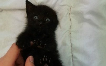 Czterotygodniowy kocurek do adopcji od zaraz