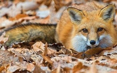 Wkrótce ruszy akcja ochronnego szczepienia lisów przeciwko wściekliźnie