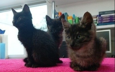 Trzej koci kawalerowie do wzięcia!