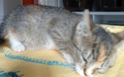 Słodka kicia do adopcji. Kto ja pokocha?