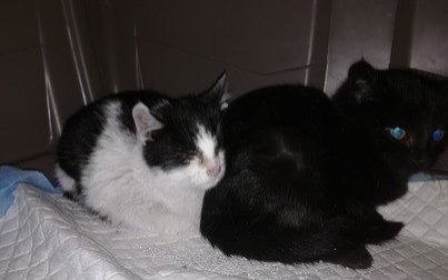 Kotka i kocur szukają domu