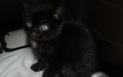 Dwumiesięczny kocurek szuka domu!
