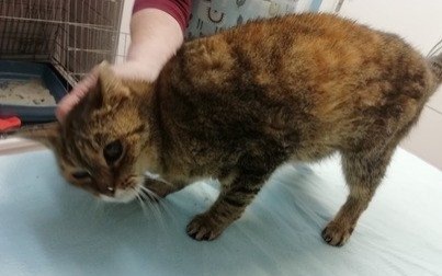 Poszukiwany dom dla niewidomej kotki