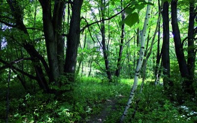 Komunikat Nadleśnictwa Andrychów
