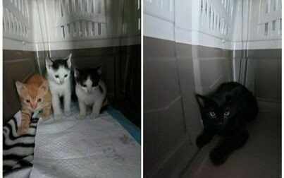 Kocurki szukaja domu