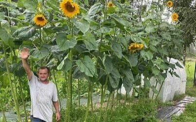 Na działce w Kętach wyrosły gigantyczne słoneczniki!