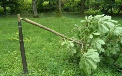 Komu przeszkadzają drzewka, czyli parkowych dewastacji ciąg dalszy