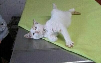 Białorudy kocurek szuka domu