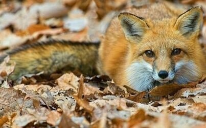 Wkrótce ruszy jesienna akcja szczepienia lisów. Co należy wiedzieć?